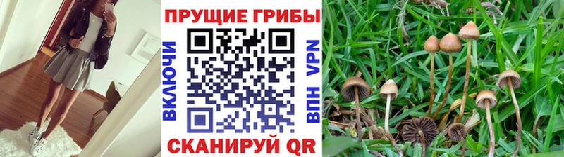Галлюциногенные грибы Psilocybine cubensis  Качканар 